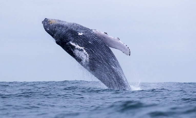 Grbavi kitovi su skoro izumrli, a sada njihov oporavak šokira znanstvenike